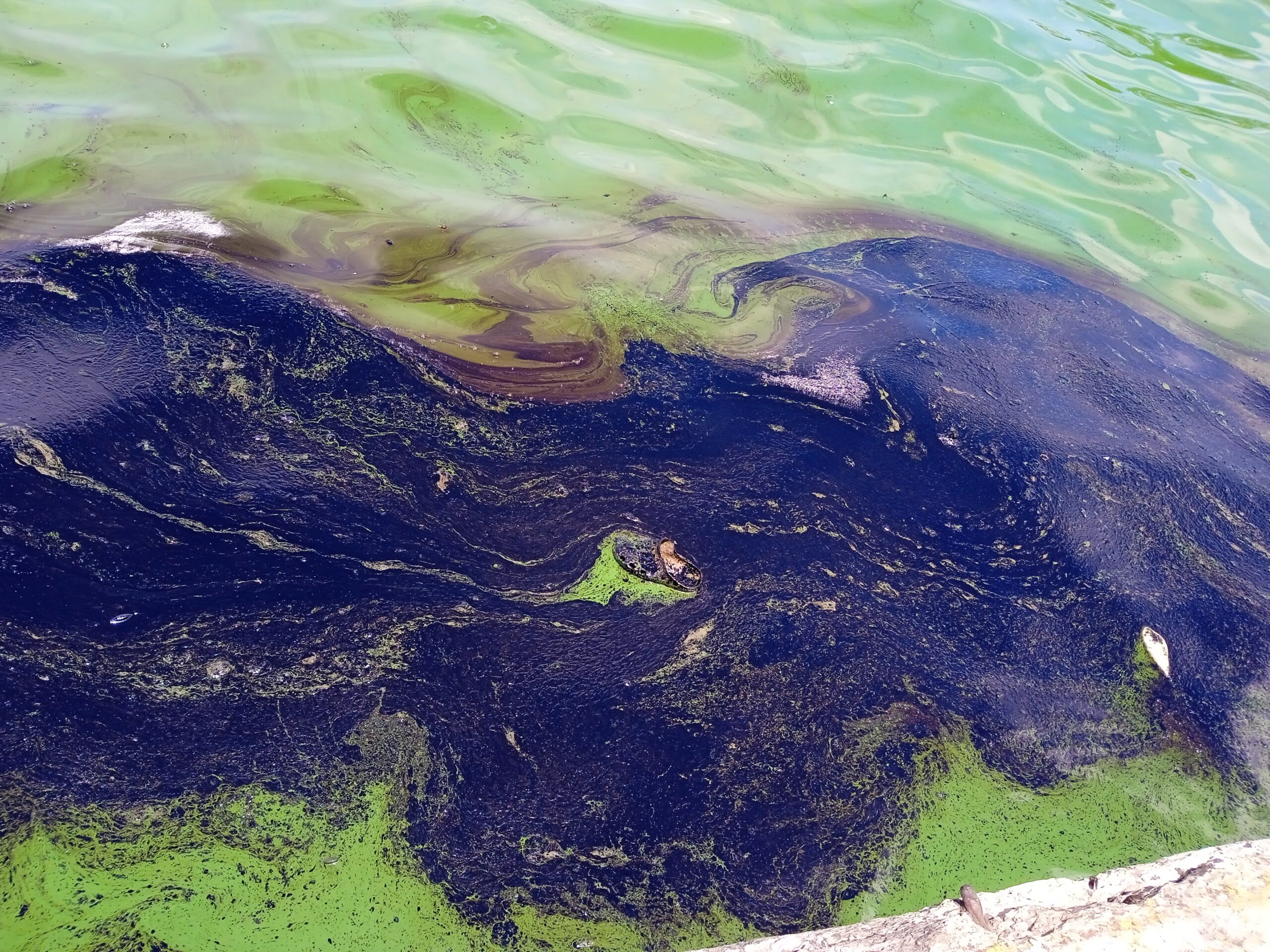 The Oldest Lake in South America is Dying | Caracas Chronicles